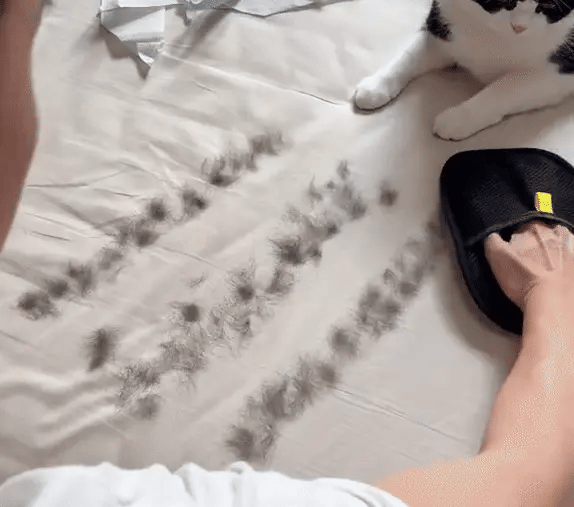 DW™ Pet Hair Removing Glove
